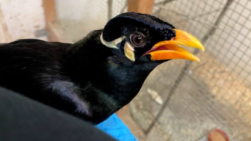 Sprechender Beo „Daisy“ aus Tierpark entführt (Foto: SAT.1 NRW)
