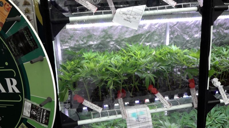Cannabis-Boom auf Messe in Düsseldorf (Foto: SAT.1 NRW)