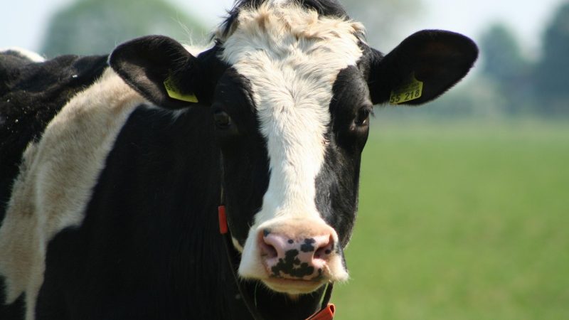 Kuh geklaut – und das mit System? (Foto: SAT.1 NRW)