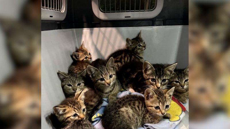 Zwölf Katzenbabys in Box ausgesetzt (Foto: SAT.1 NRW)