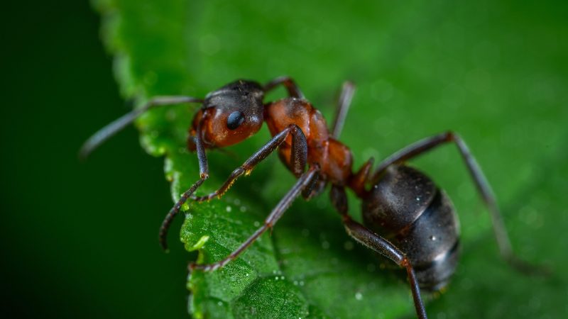 Gefährliche Ameisen breiten sich in NRW aus (Foto: SAT.1 NRW)