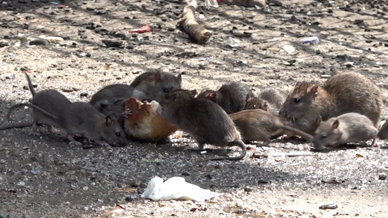 Digitalisierung gegen Rattenplage (Foto: SAT.1 NRW)