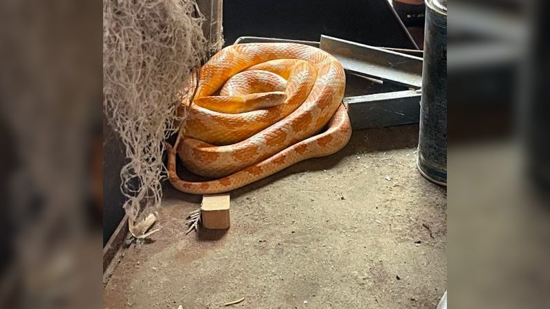 Schlangenschreck in Witten: Kornnatter schläft in Werkstatt (Foto: SAT.1 NRW)