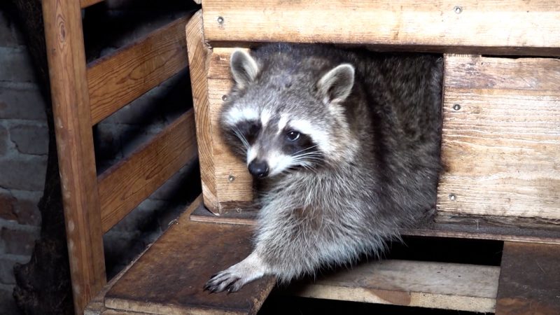 Waschbär mit Eisenstange getötet  (Foto: SAT.1 NRW)