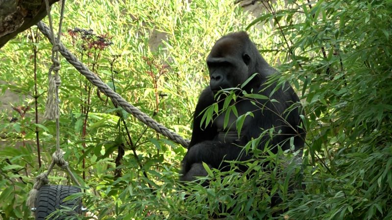 Neues Affenhaus im Zoo Krefeld: Nach Feuertragödie geht es weiter (Foto: SAT.1 NRW)