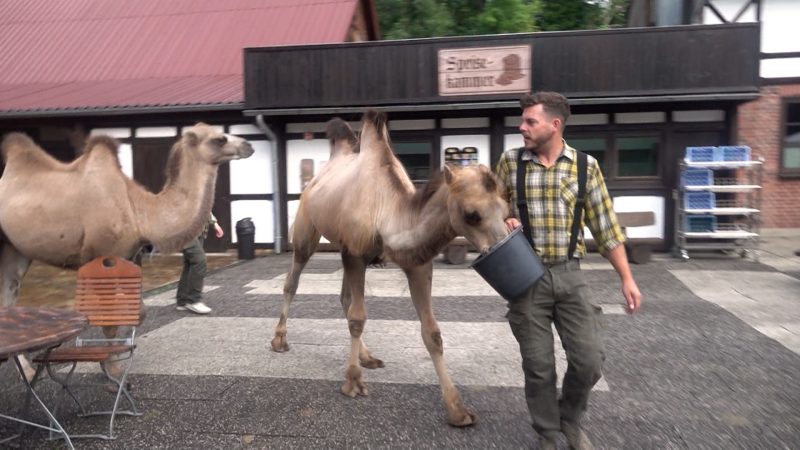Neuer Familien-Zoo in Olfen: Grimpinger Hof öffnet seine Tore (Foto: SAT.1 NRW)