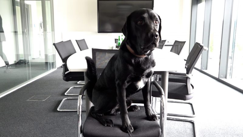 Bielefeld: Hunde im Büro erwünscht (Foto: SAT.1 NRW)