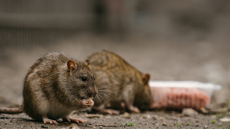 Mönchengladbach: Rattenplage sorgt für Angst (Foto: SAT.1 NRW)
