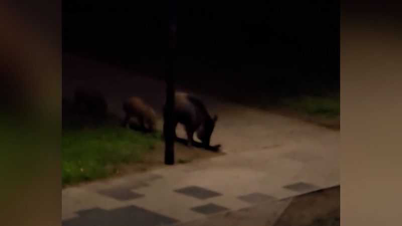 Wildschweine in Hagen: Angst, Schäden und keine Lösung in Sicht (Foto: SAT.1 NRW)