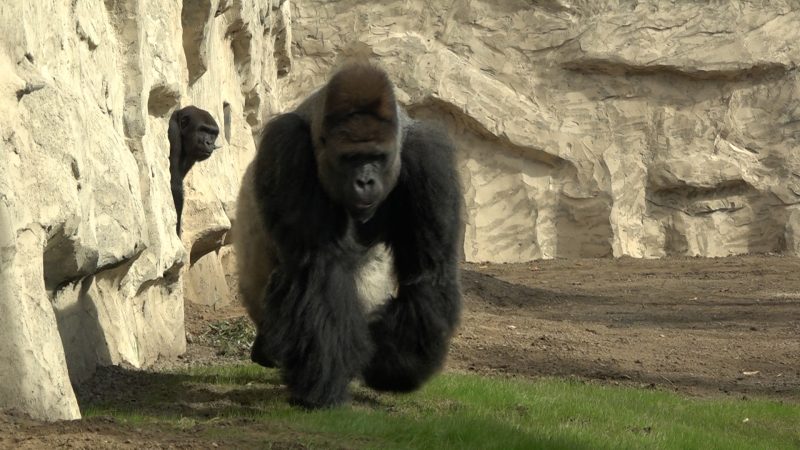 Neuer Affenwald in Krefeld eröffnet: Gorillas und Schimpansen ziehen ein (Foto: SAT.1 NRW)