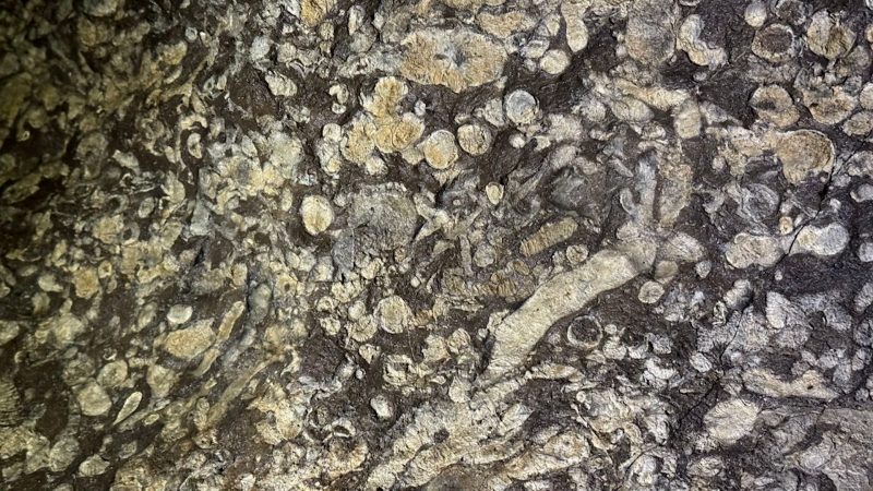 Forscher entdecken uraltes Korallenriff in Ennepetaler Höhle (Foto: SAT.1 NRW)