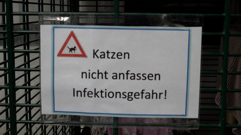 Katzenseuche ausgebrochen (Foto: SAT.1 NRW)