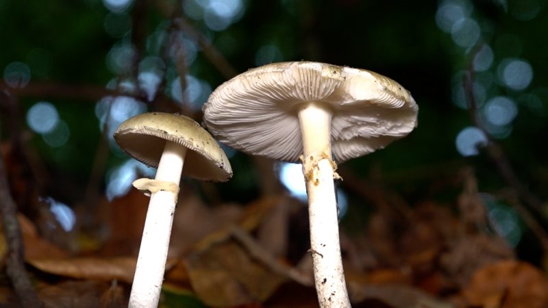 Warnung vor dem Knollenblätterpilz (Foto: SAT.1 NRW)