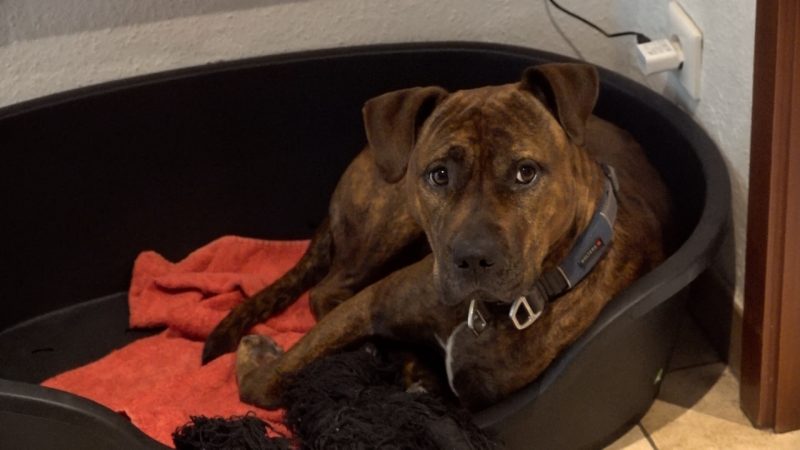 Terrier-Dame Hazel hat „Pinkel-Ärger“ mit der Stadt (Foto: SAT.1 NRW)
