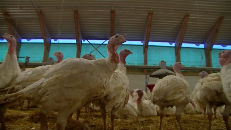 Vogelgrippe im Kreis Kleve und Wesel: Stallpflicht für Geflügelhalter (Foto: SAT.1 NRW)