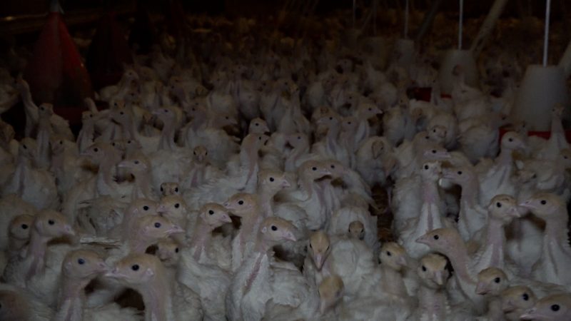 Geflügelpest in NRW: Angst vor der Stallpflicht (Foto: SAT.1 NRW)