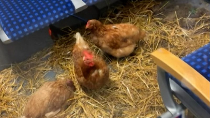 Hühner in der Kölner S-Bahn (Foto: SAT.1 NRW)