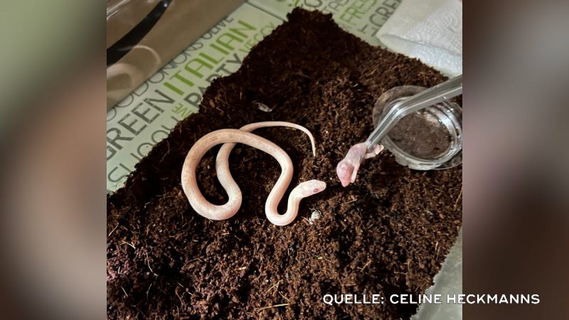 Albino-Schlange „Sven“ in Bochum verschwunden (Foto: SAT.1 NRW)