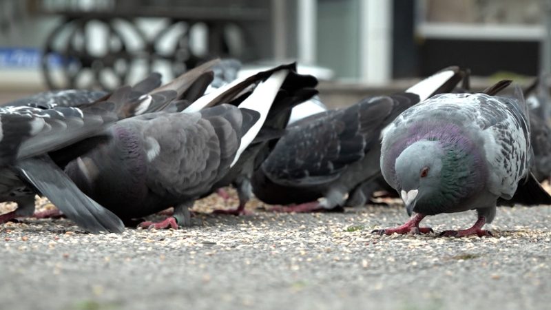 Verdacht auf Taubenvergiftung (Foto: SAT.1 NRW)
