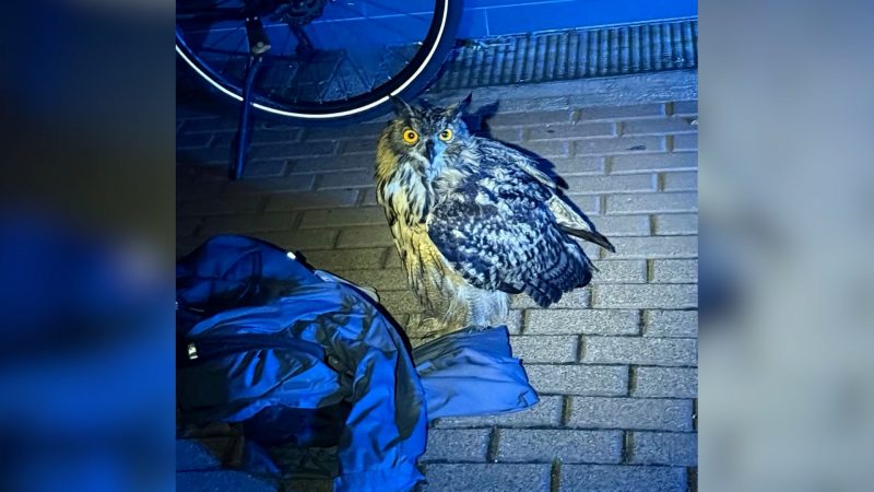 Uhu-Angriffe in Hemer: Radfahrer verletzt – Jungvogel sorgt für Polizeieinsatz (Foto: SAT.1 NRW)