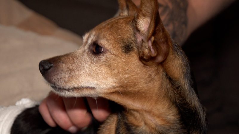 Gestohlener Hund nach über einem Jahr wieder aufgetaucht (Foto: SAT.1 NRW)