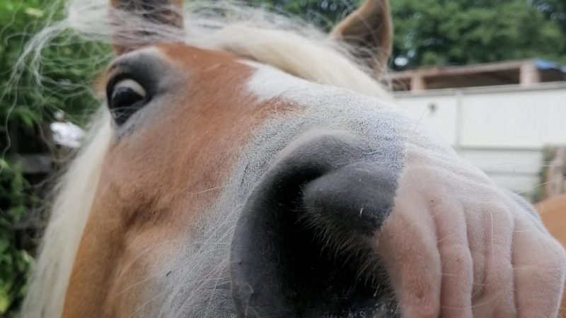 Jäger soll Pferd erschossen haben  (Foto: SAT.1 NRW)