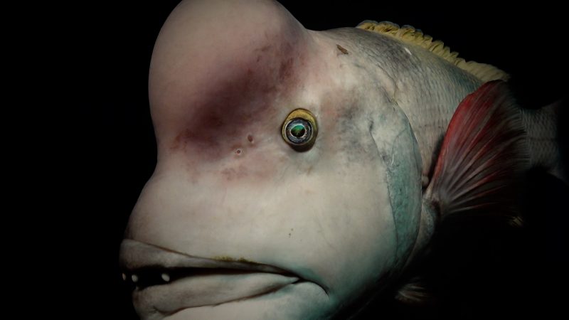 Gasometer zählt bis 1,5 Millionen: Planet Ozean knackt Besucherrekord (Foto: SAT.1 NRW)