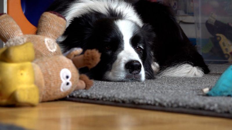 Bottrops klügster Hund: Raffy kann Yoga (Foto: SAT.1 NRW)