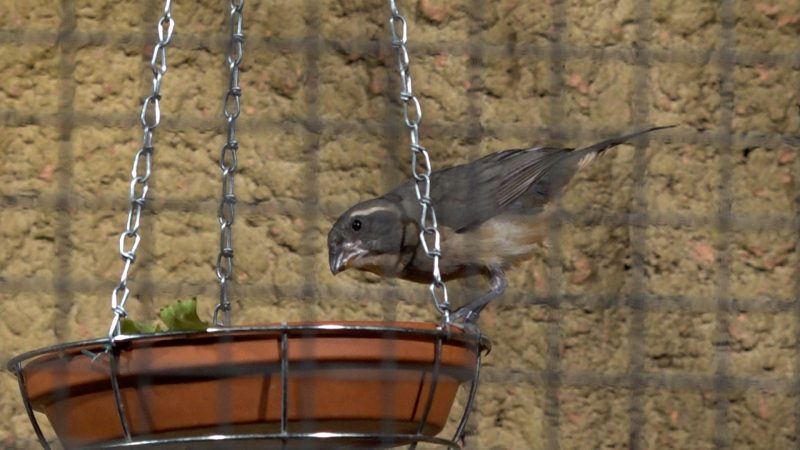 Exotische blinde Passagiere landen in Duisburg (Foto: SAT.1 NRW)