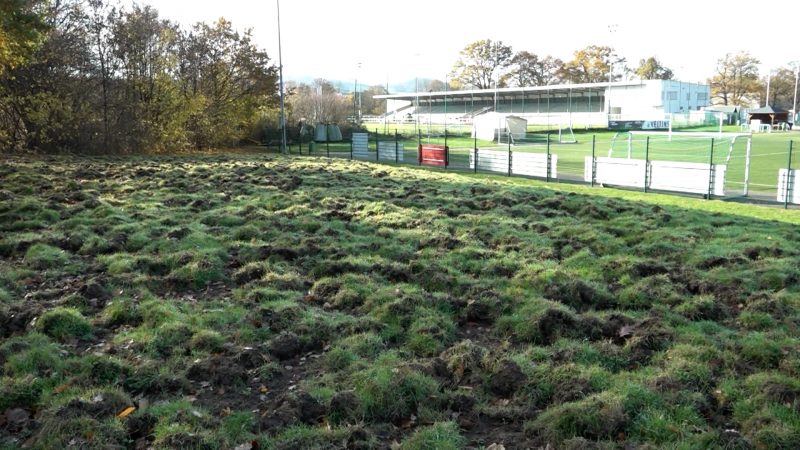 Wildschweine verwüsten Laufstrecke in Arnsberg (Foto: SAT.1 NRW)