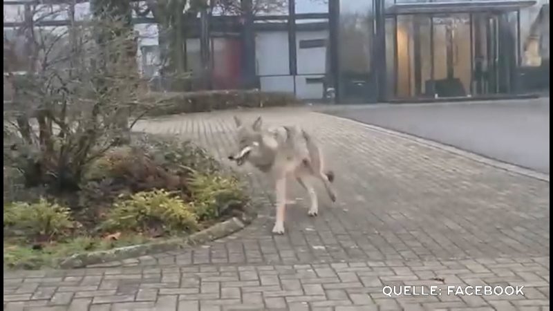 Aufregung um Wolf: Er spaziert an Kita in Greven vorbei (Foto: SAT.1 NRW)