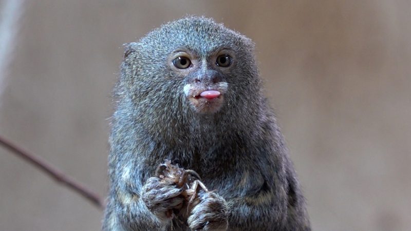 Tierischer Wunschzettel im Tiergarten Kleve (Foto: SAT.1 NRW)