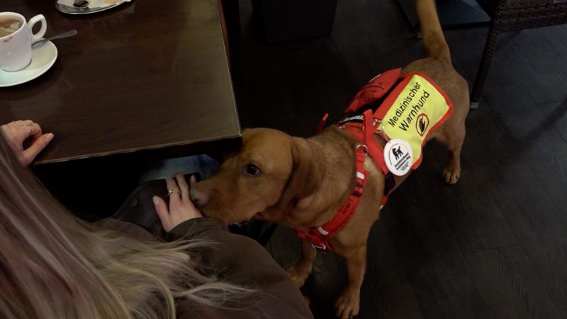 Assistenzhund rettet Leben – Bürokratie bremst Hilfe aus (Foto: SAT.1 NRW)