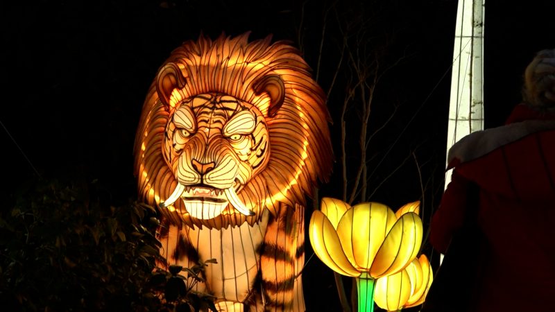 China Lights in Köln: 1.400 LED-Figuren bringen den Zoo zum Leuchten (Foto: SAT.1 NRW)