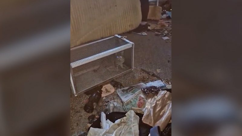 31 Katzen aus Messi-Wohnung gerettet – Psychologe erklärt Animal Hoarding (Foto: SAT.1 NRW)