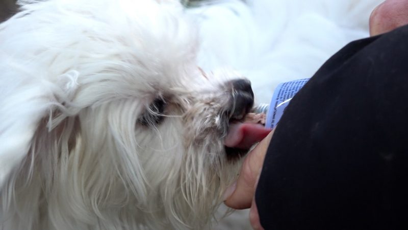 Welpen nach Online-Kauf wieder abgegeben (Foto: SAT.1 NRW)