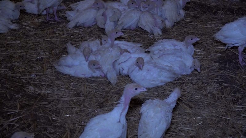 Vogelgrippe in NRW breitet sich aus (Foto: SAT.1 NRW)