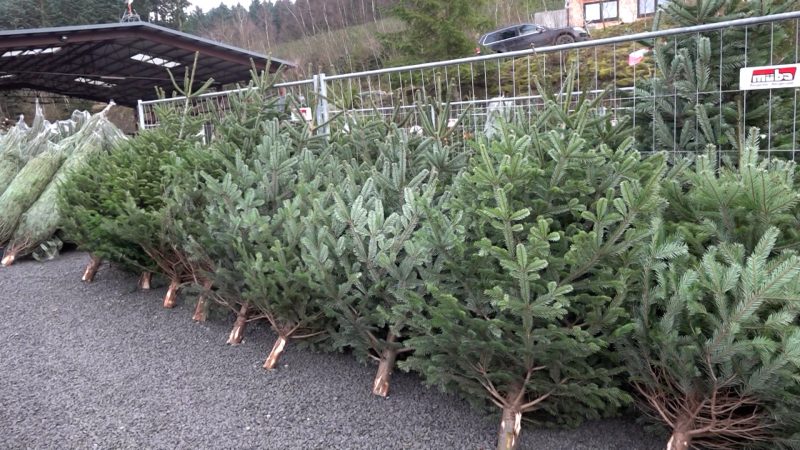 Nordmanntanne wird teurer (Foto: SAT.1 NRW)