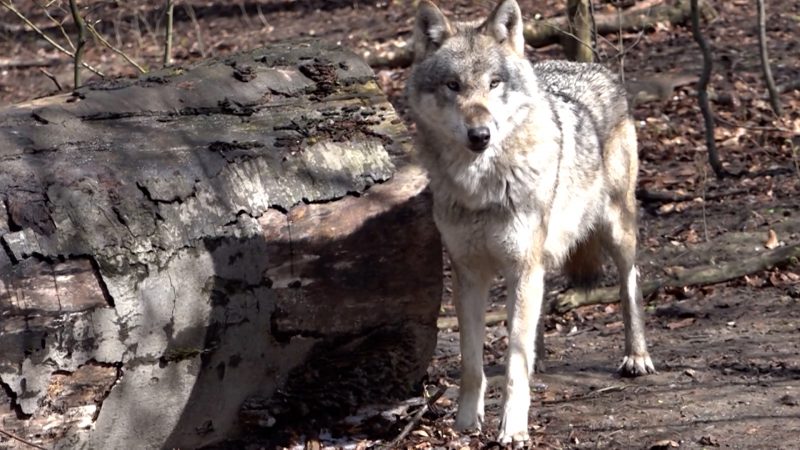 Wölfe im Visier (Foto: SAT.1 NRW)