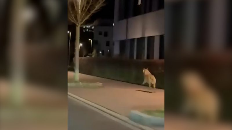 Wolf bekommt Polizeieskorte: Polizei begleitet Wolf in Lüdenscheid zurück in den Wald (Foto: SAT.1 NRW)