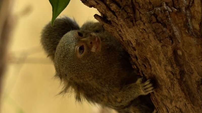 Affennachwuchs im Tiergarten Kleve (Foto: SAT.1 NRW)