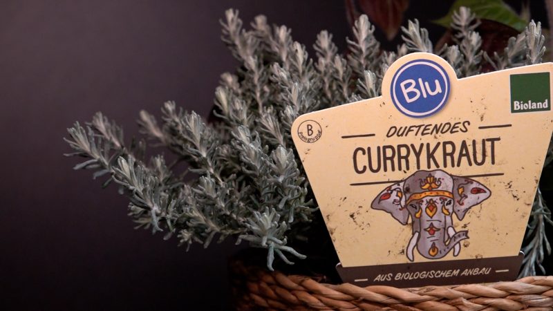 Blumen als Selbstbelohnung: Neue Trends auf Pflanzenmesse (Foto: SAT.1 NRW)