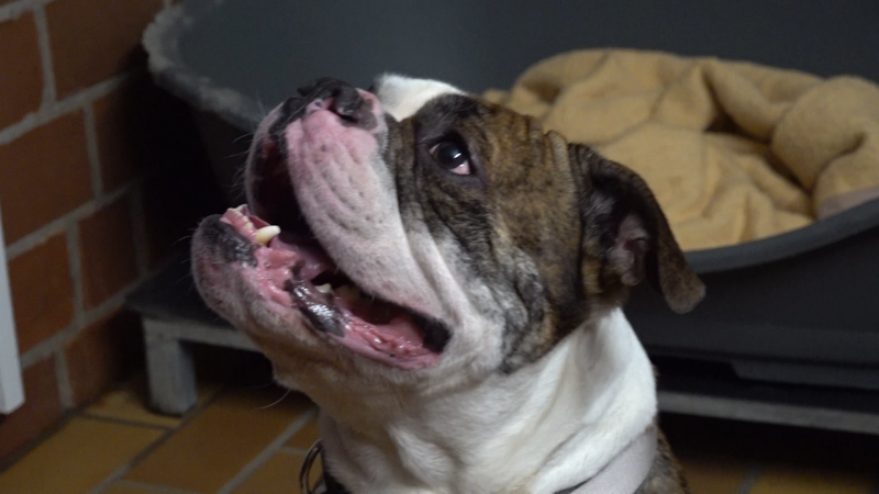 Hund im Winter ausgesetzt – Fall Kaido entfacht Debatte (Foto: SAT.1 NRW)