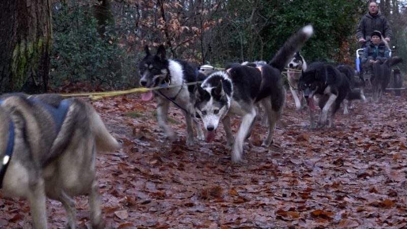 Huskies im Rennfieber (Foto: SAT.1 NRW)
