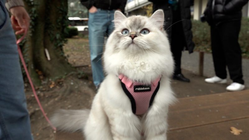 Katze an der Leine: Campus-Star auf vier Pfoten (Foto: SAT.1 NRW)