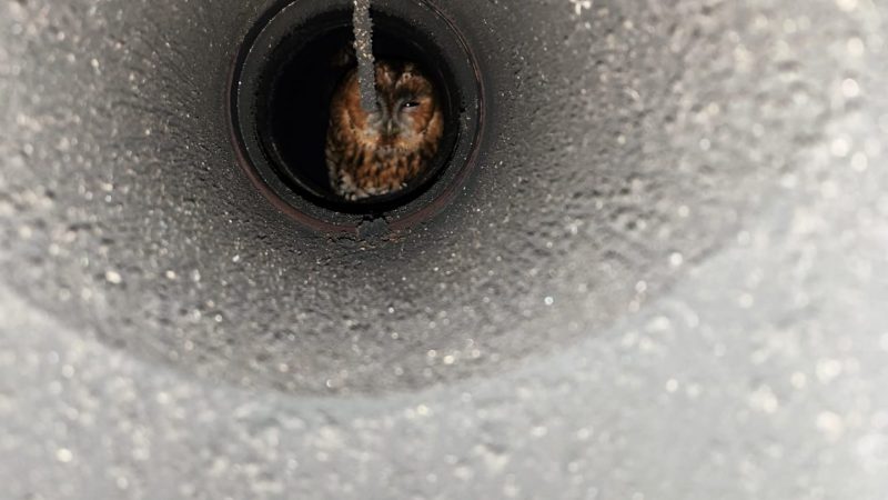 Schornsteinfeger rettet Waldkauz (Foto: SAT.1 NRW)