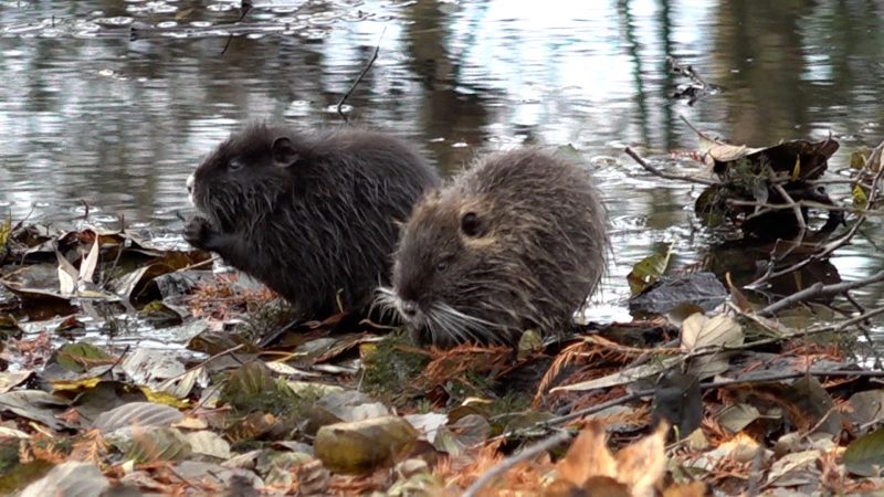 Zutrauliche Nutrias werden zum Problem (Foto: SAT.1 NRW)