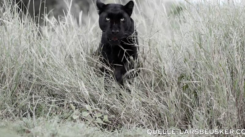 Begegnung mit einem Mythos: Schwarzer Leopard in Kenia (Foto: SAT.1 NRW)