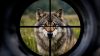 Abschuss erleichtern? Bundestag ringt um neuen Umgang mit dem Wolf (Foto: SAT.1 NRW)