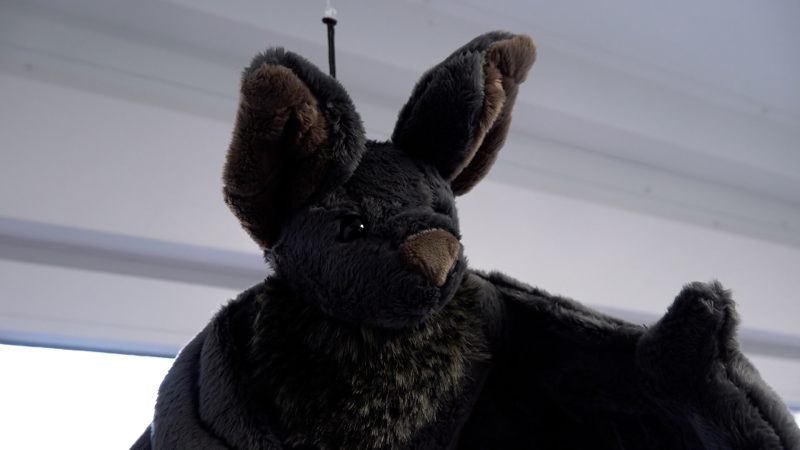 Hilfe für Fledermäuse: Neues Schutzbündnis in Krefeld (Foto: SAT.1 NRW)